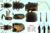 Ischyropsalis nodifera